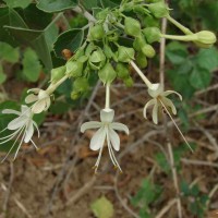 Clerodendrum phlomidis L.f.